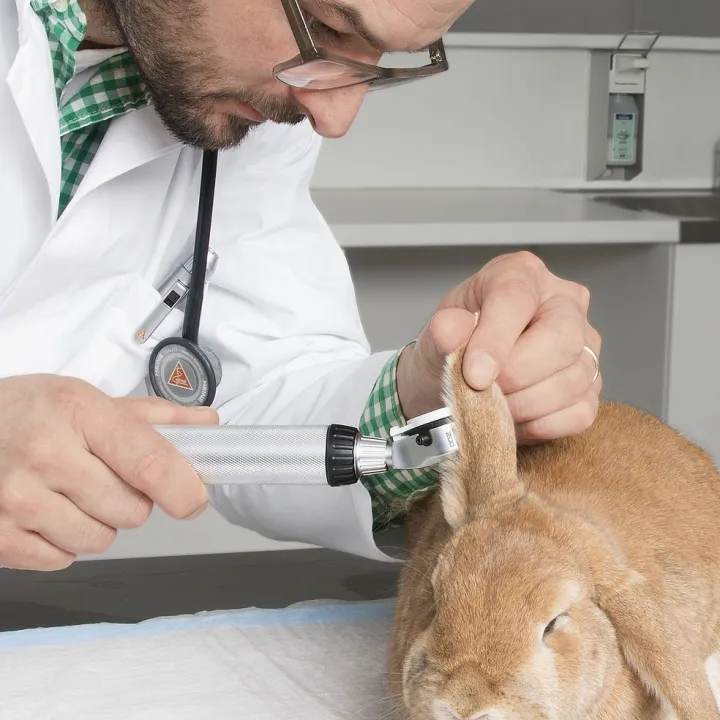 Otoscope vétérinaire HEINE BETA 200 LED VET